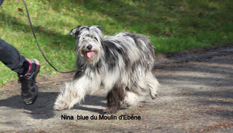 Nina blue Du Moulin D'ébène