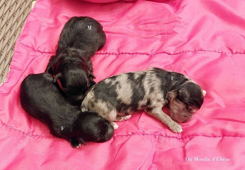 chiot Berger des Pyrenees à poil long Du Moulin D'ébène