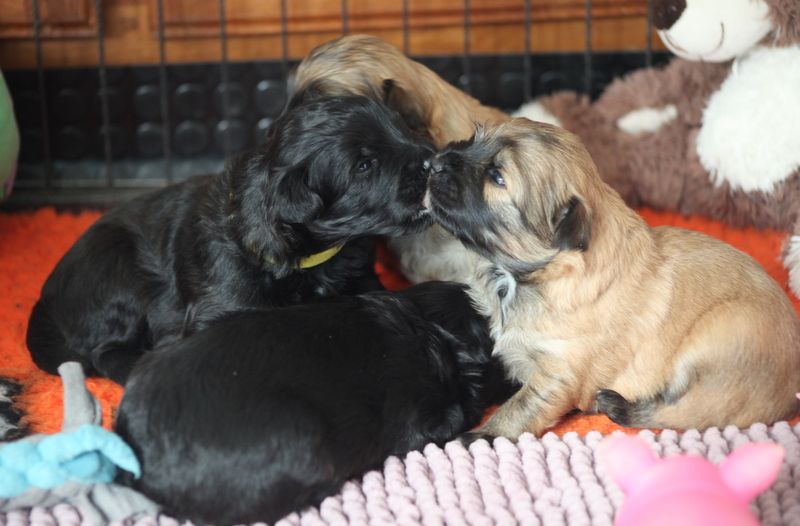 chiot Berger des Pyrenees à poil long Du Moulin D'ébène