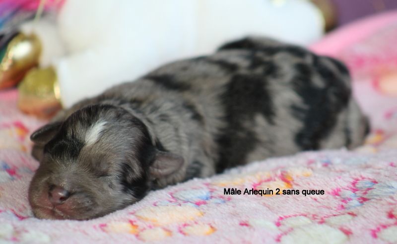 Du Moulin D'ébène - Chiot disponible  - Berger des Pyrenees à poil long