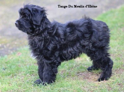 TANGO  Du Moulin d'Ebène