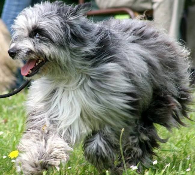 Haggen blue DES DRAYERES