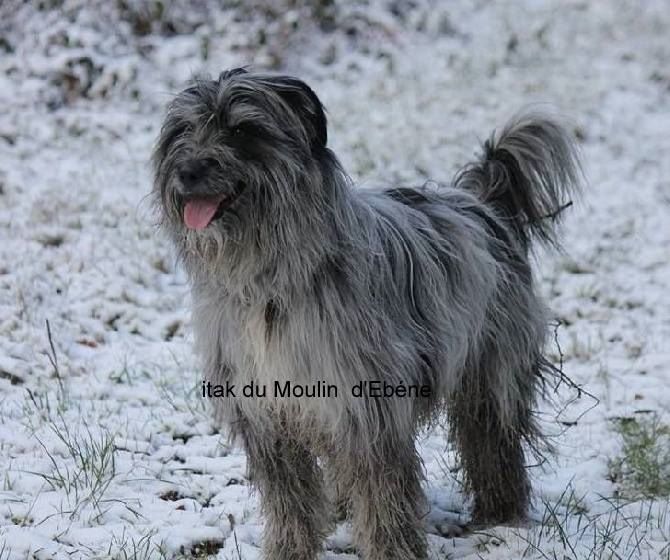 Itak Du Moulin D'ébène