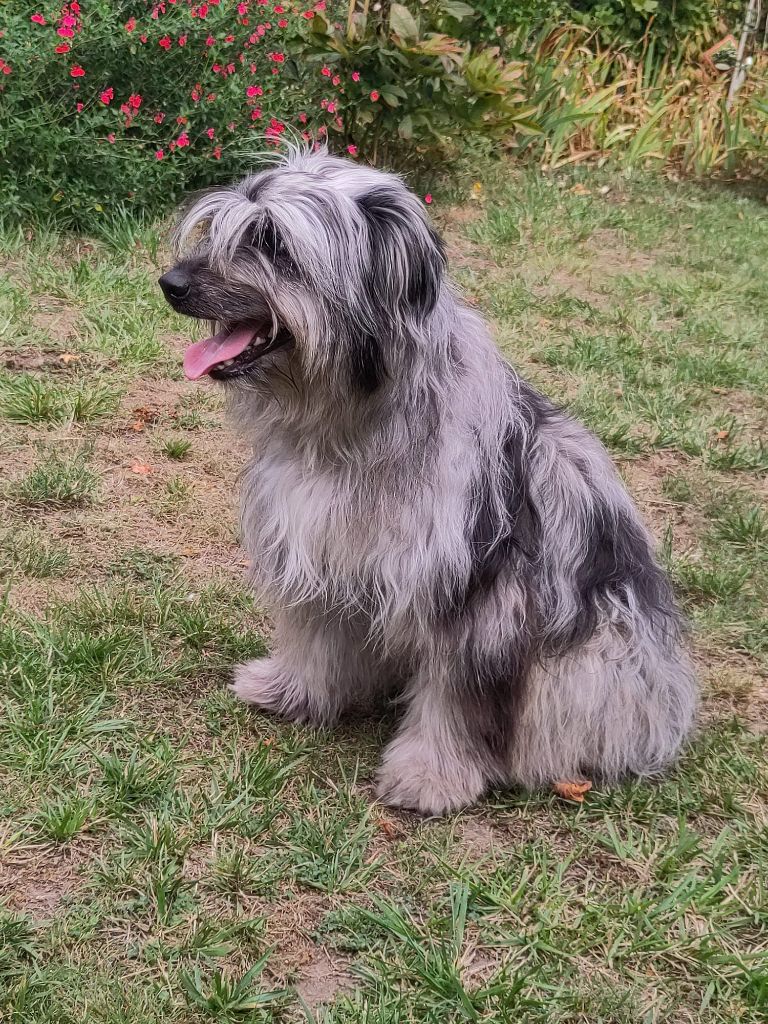 Vouazabi Du Moulin D'ébène