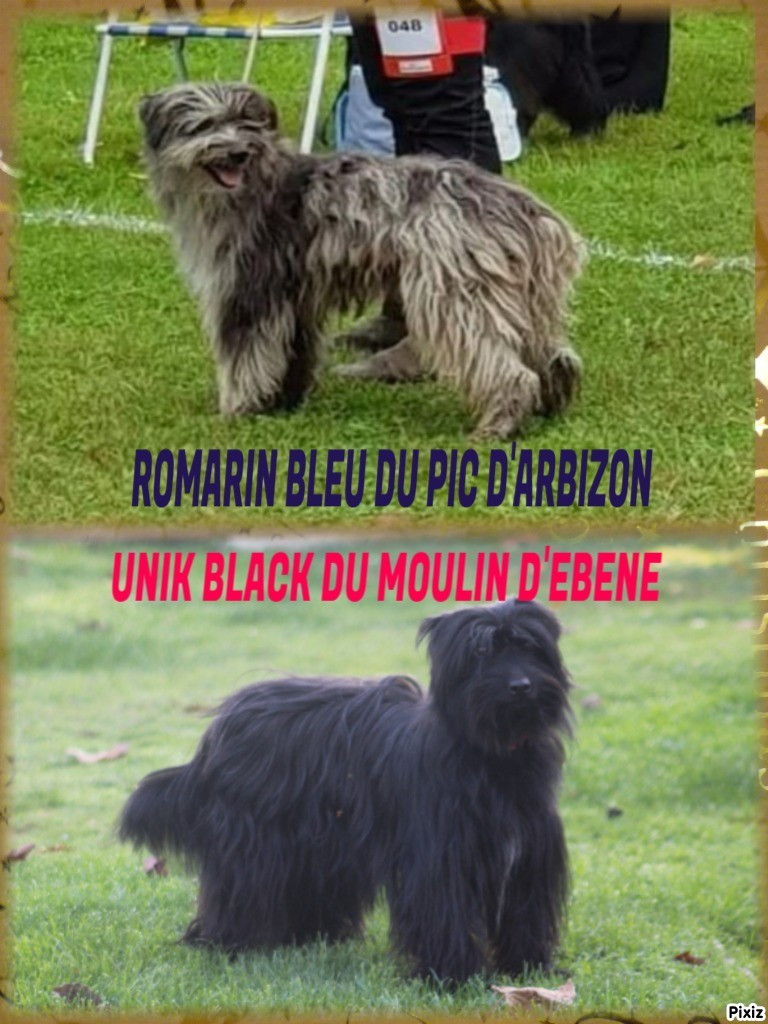 Unik black est bien gestante