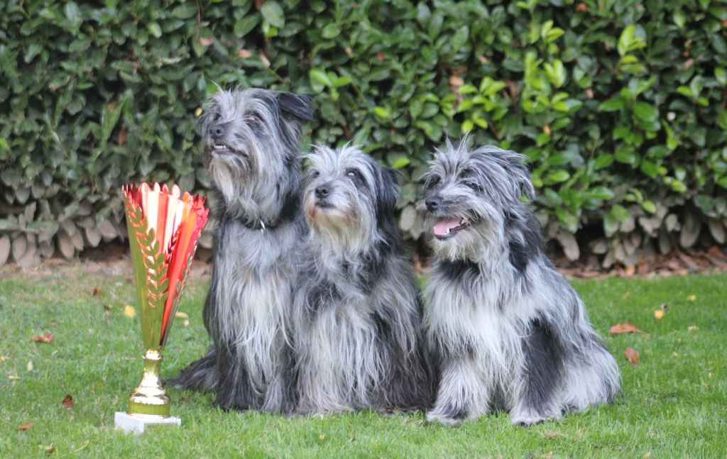 Meilleur lot d'Affixe poil long a la NE 2025