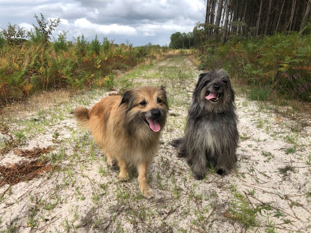  URGENT 2 berger des Pyrénées  LOF a placer