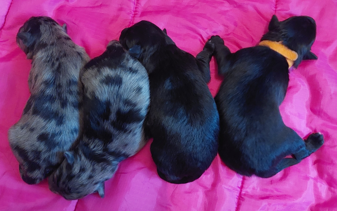 Chiot Berger des Pyrenees à poil long Du Moulin D'ébène