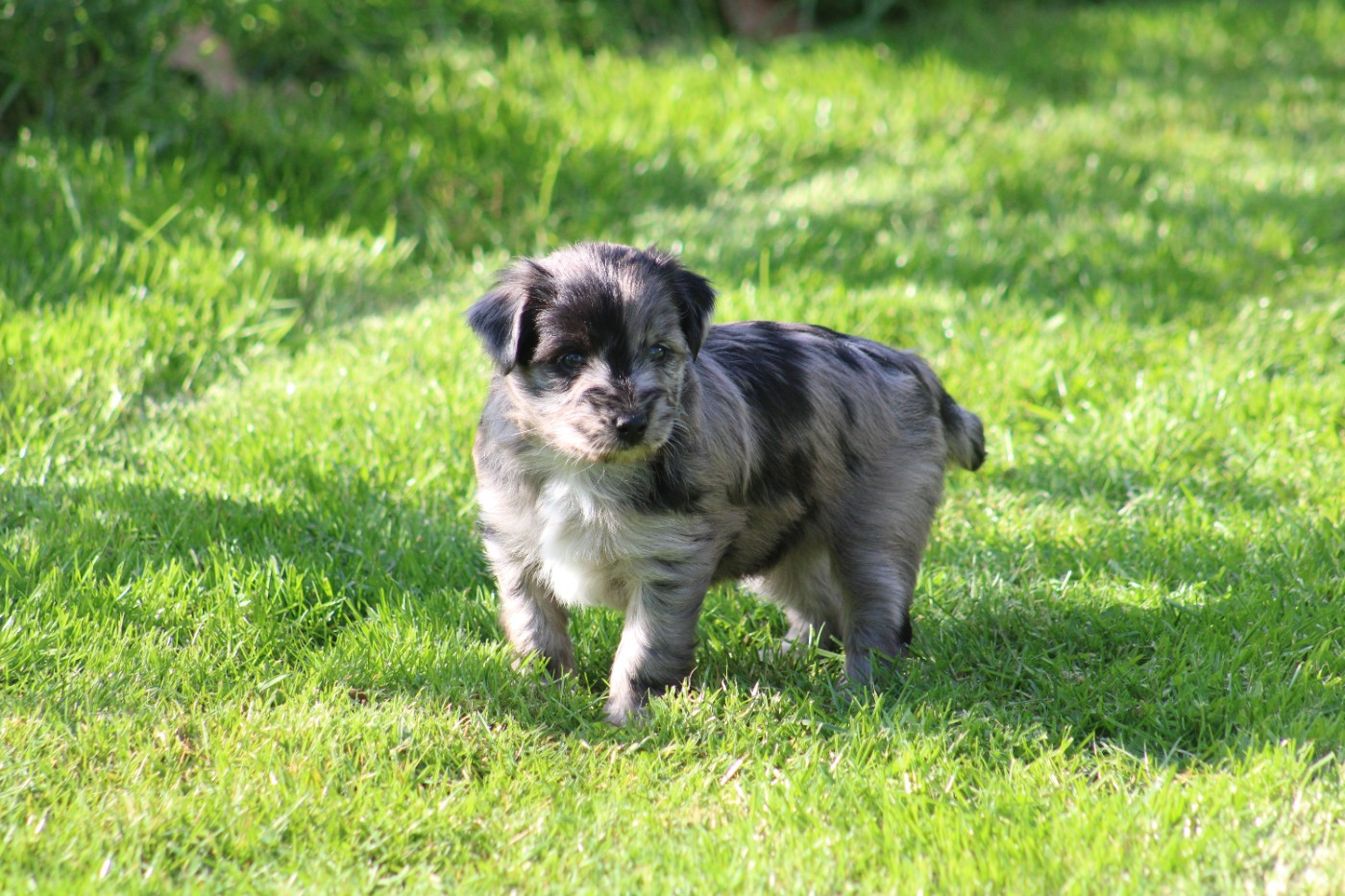 Du Moulin D'ébène - Chiots disponibles - Berger des Pyrenees à poil long