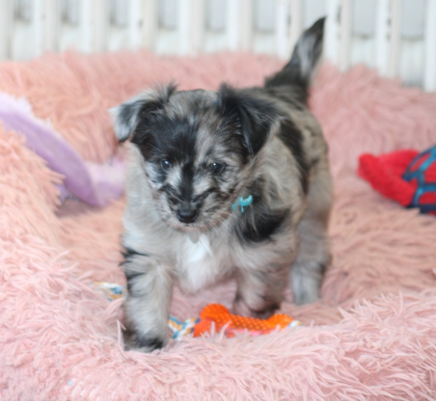 Du Moulin D'ébène - Chiots disponibles - Berger des Pyrenees à poil long