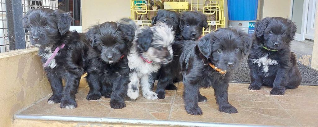 Chiot Berger des Pyrenees à poil long Du Moulin D'ébène